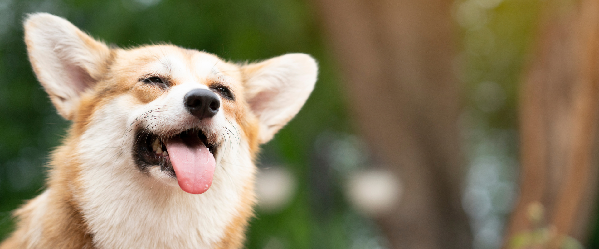 5 signs your dog needs more Omega-3 in their diet