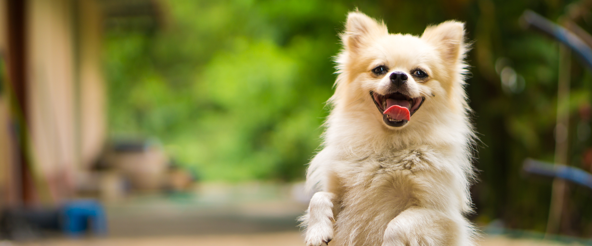 5 signs your dog needs more Omega-3 in their diet