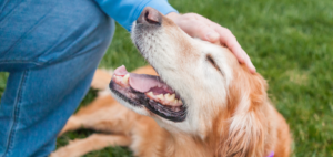 old dog food oils